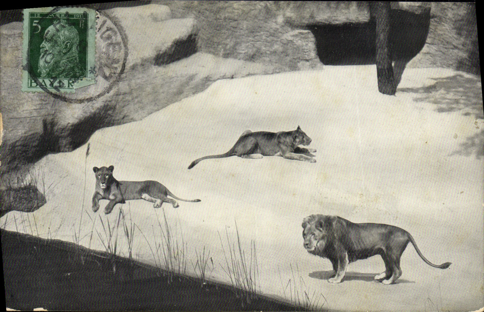 CPA Lions Tiergarten Nurnberg Lion