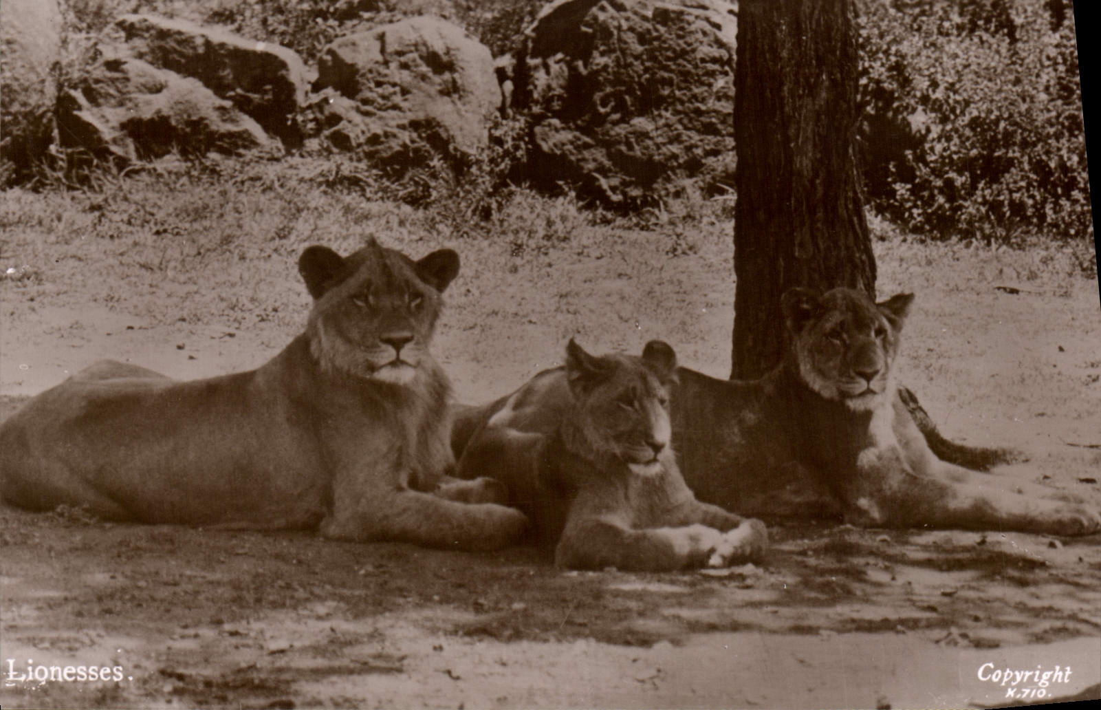 CPA Lion lionnes