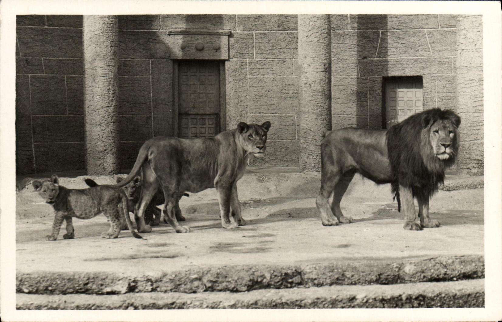 CPA Tierpark Hellabrunn Lion 