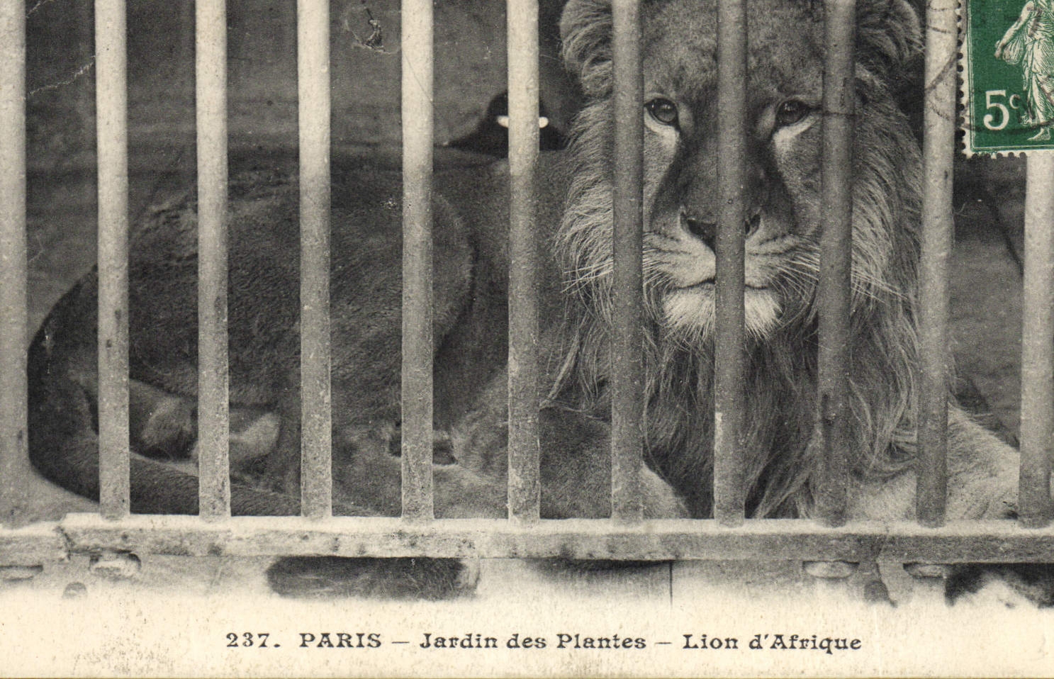 CPA Paris Jardin des plantes Lion d'Afrique
