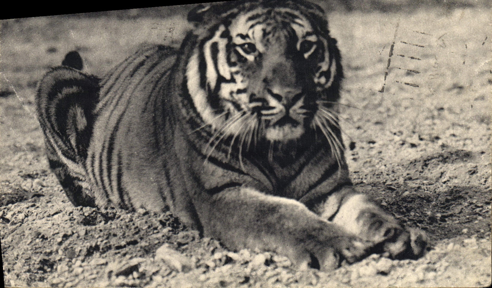 CPA Tigre du Bengale Zoo Vincennes