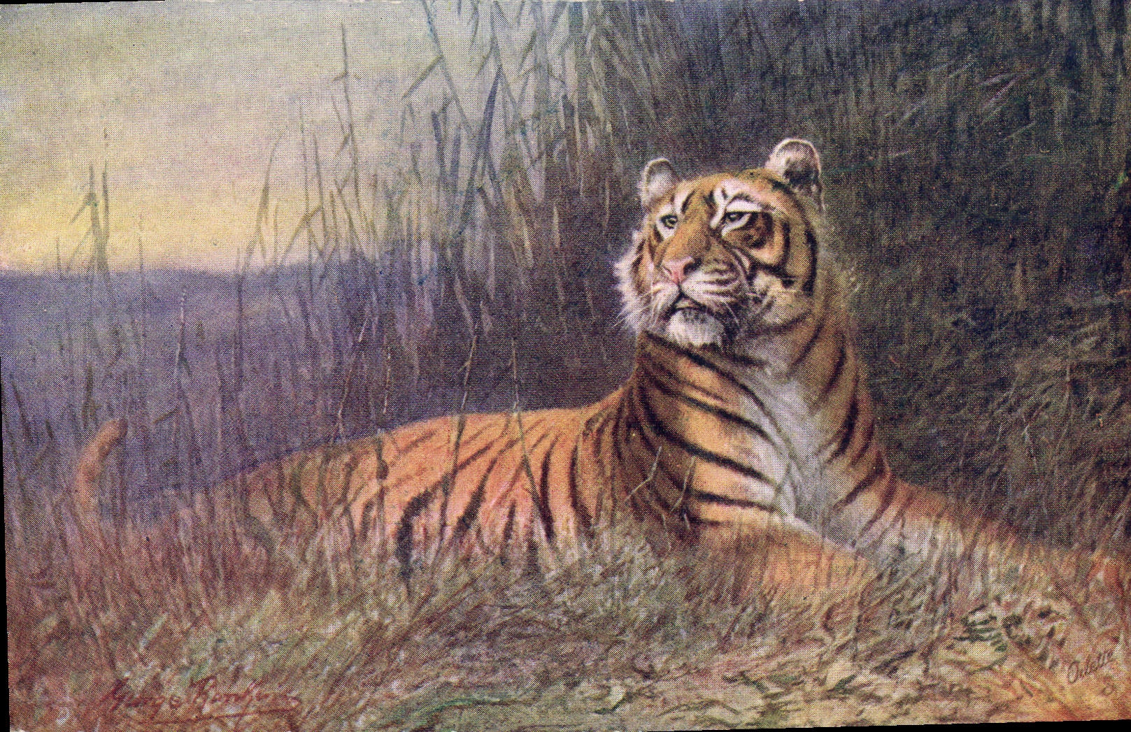 VINTAGE POSTCARD Tiger