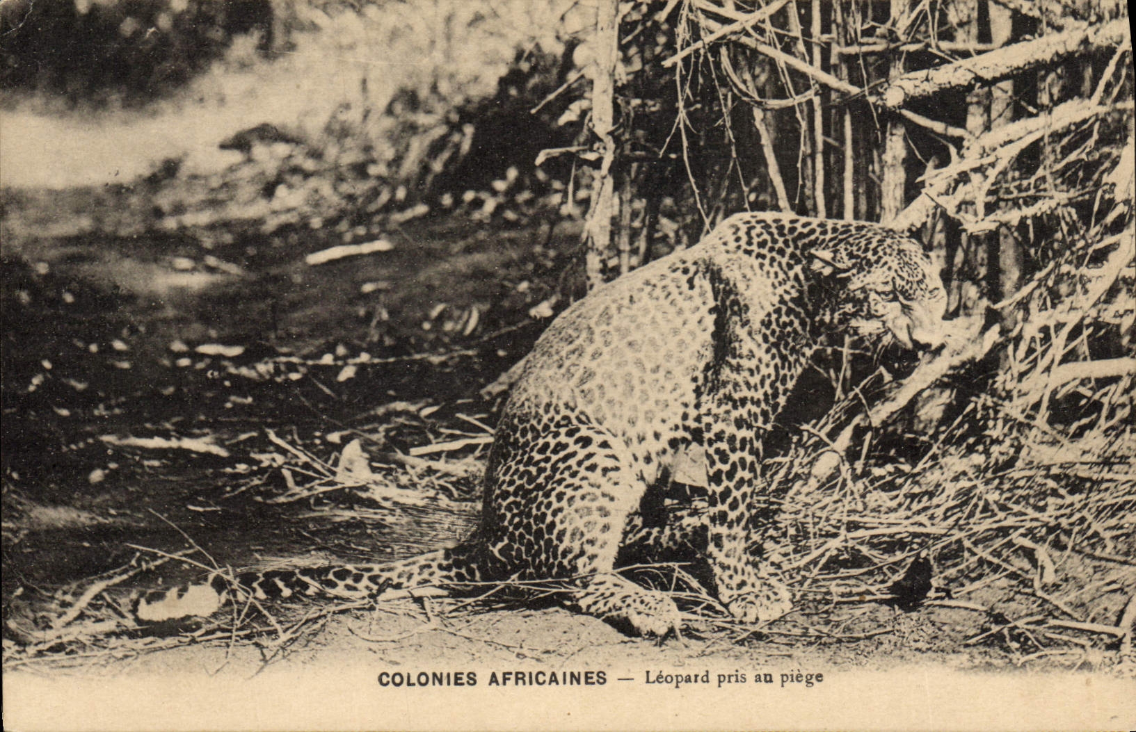 VINTAGE POSTCARD African Colonies Leopard in snow