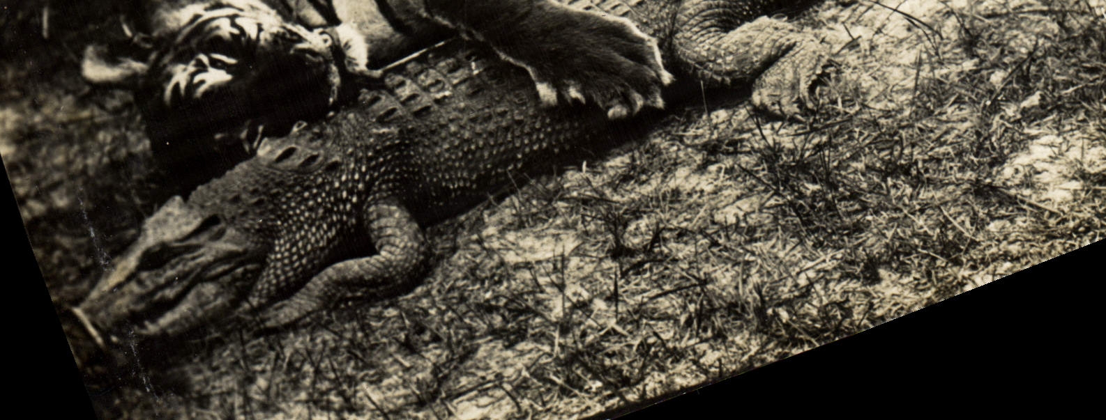 Real photo Tiger Caiman Alligator Crocodile