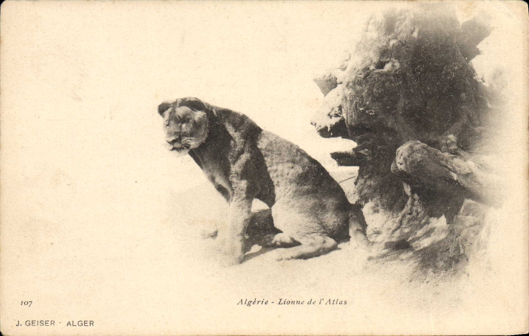 CPA Lionne de l'Atlas