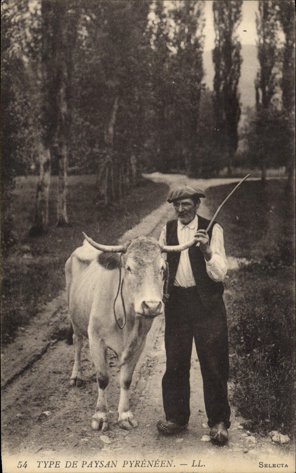 CPA Folklore Pyrenees Type de paysan pyreneen Boeufs