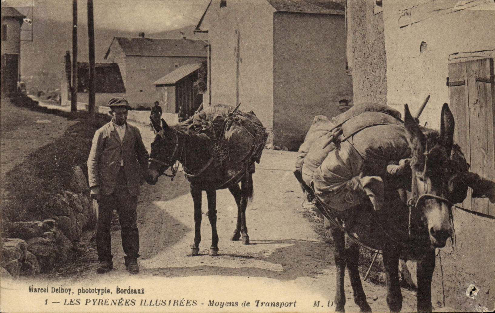 Folklore de la POSTAL de la VENDIMIA la mula del asno del medio de transporte de Pyrenees