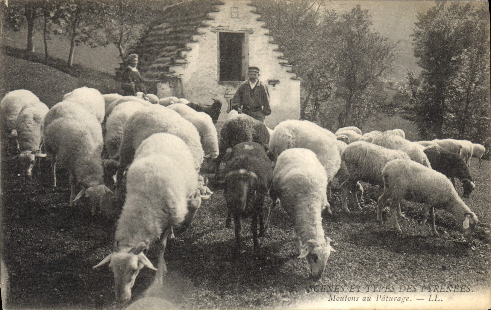 CPA Folklore Pyrenees Moutons au paturage