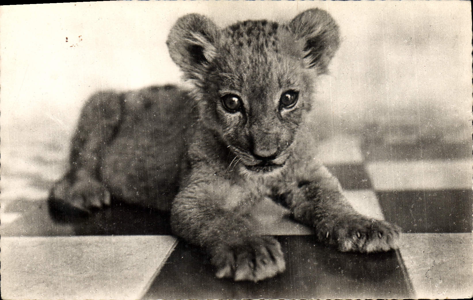 CPM Le petit Lion 