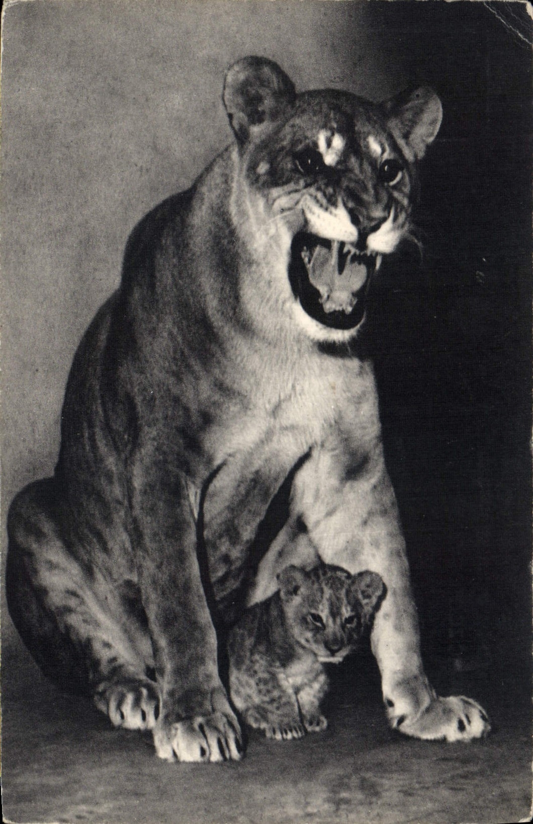 CPM Lion Une lionne et son petit Parc zoologique du Bois de Vincennes Paris