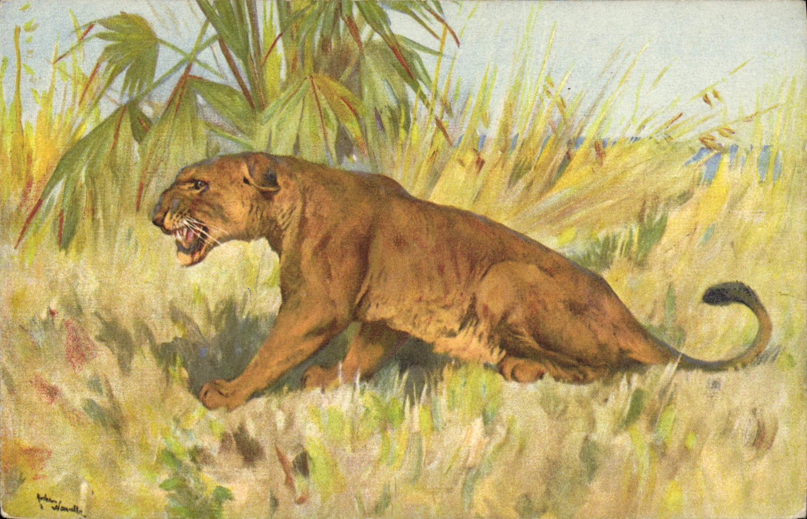 CPA Lion Lionne 