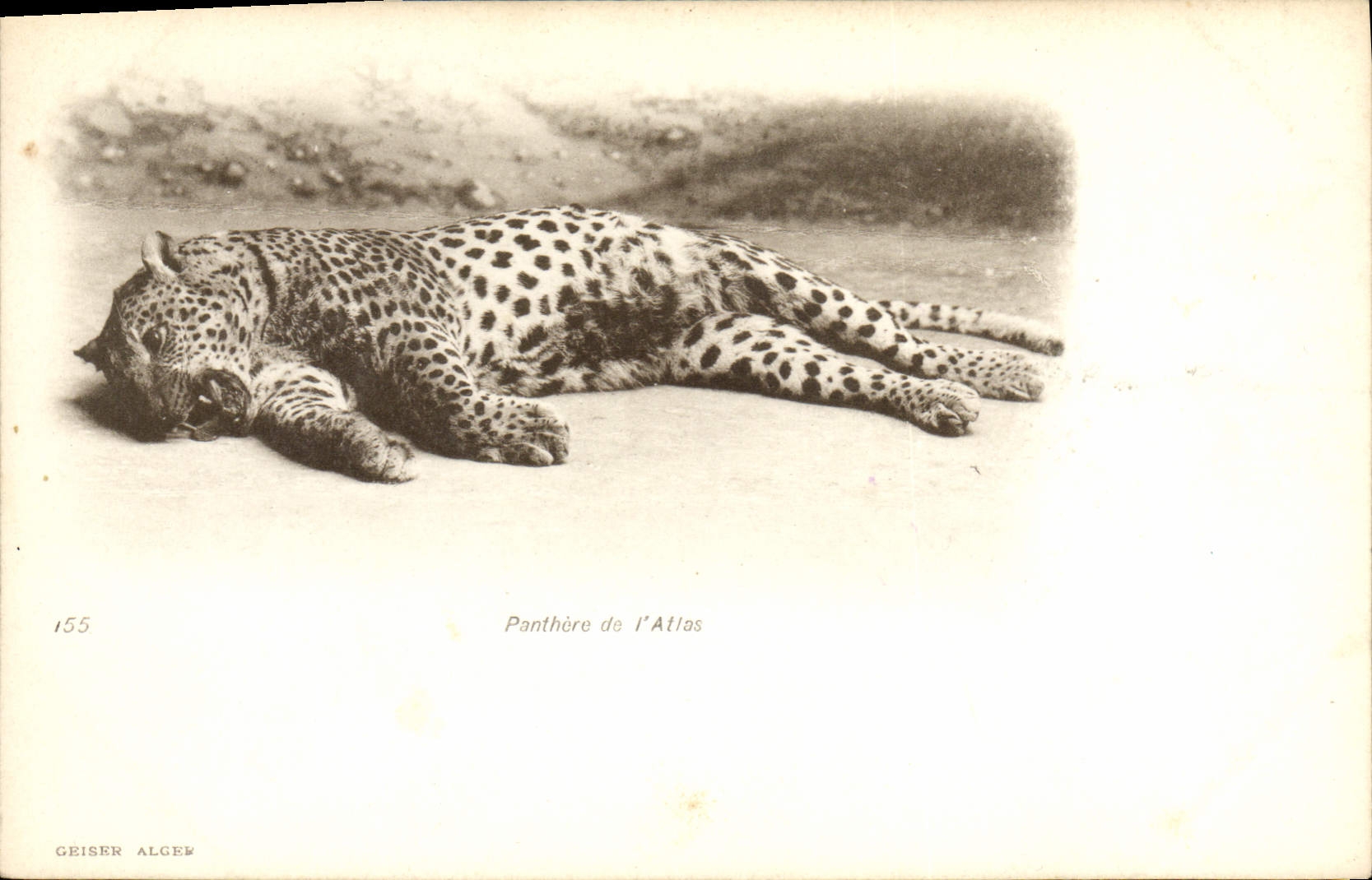 CPA Panthere de l'Atlas 