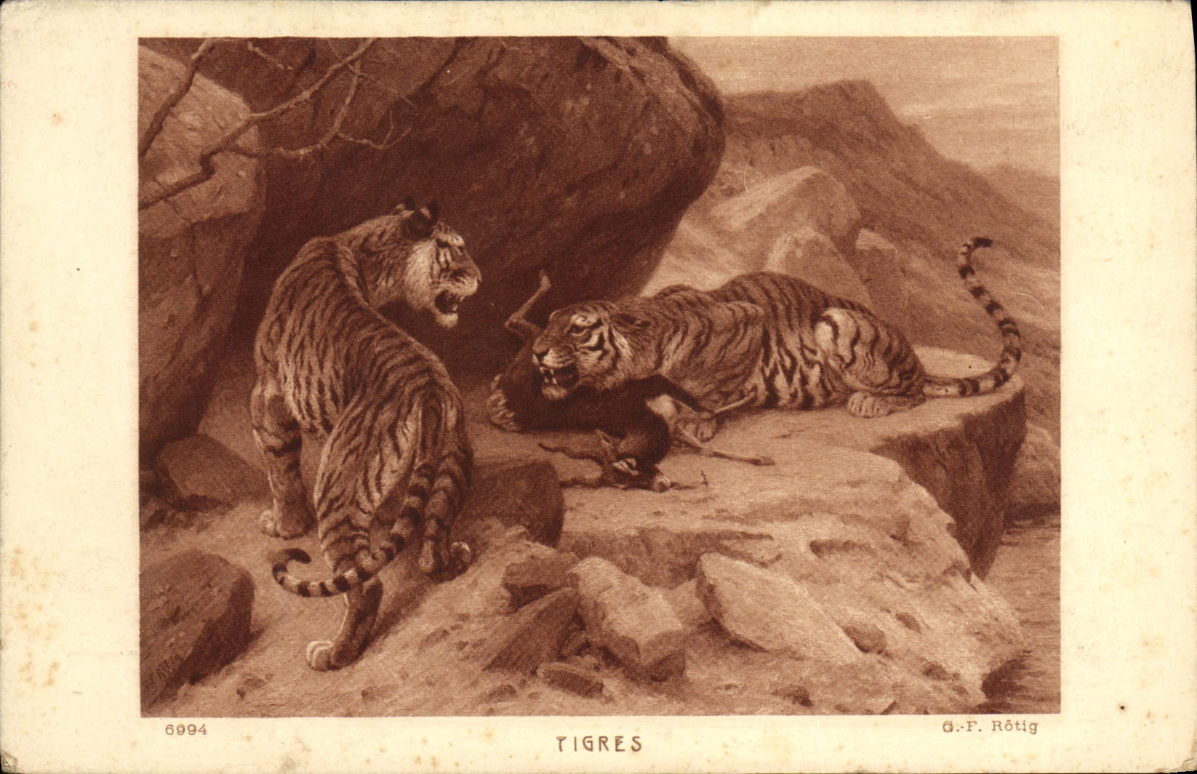 VINTAGE POSTCARD Tiger Tigers