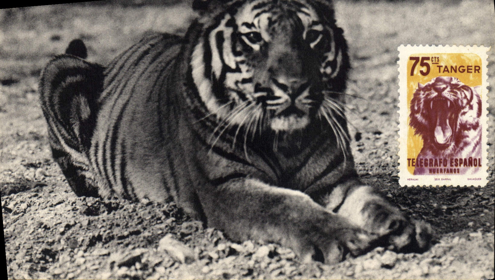 VINTAGE POSTCARD a Bengal tiger Zoological gardens of the Wood of Vincennes Paris