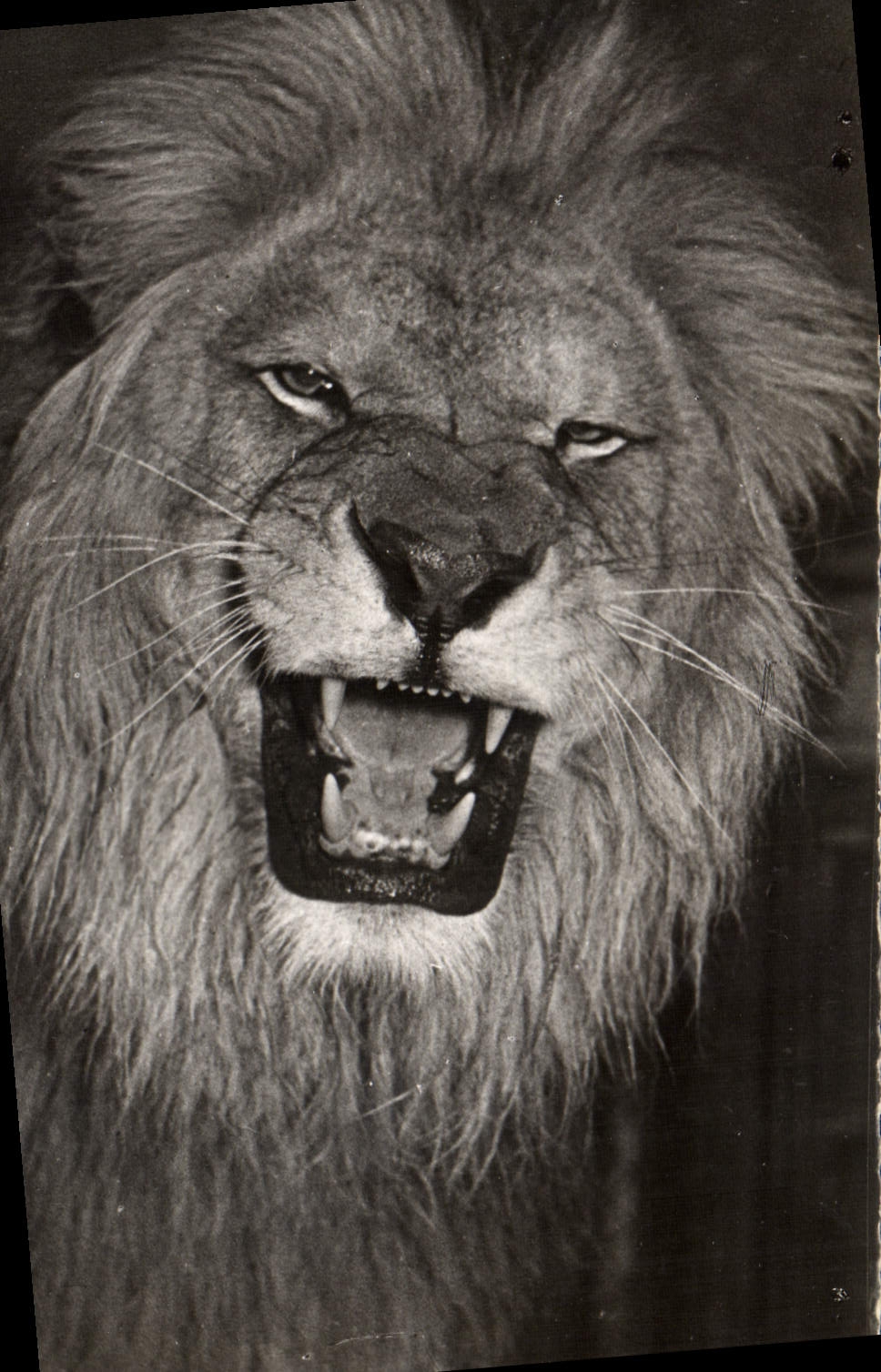 CPM Lion Faune africaine