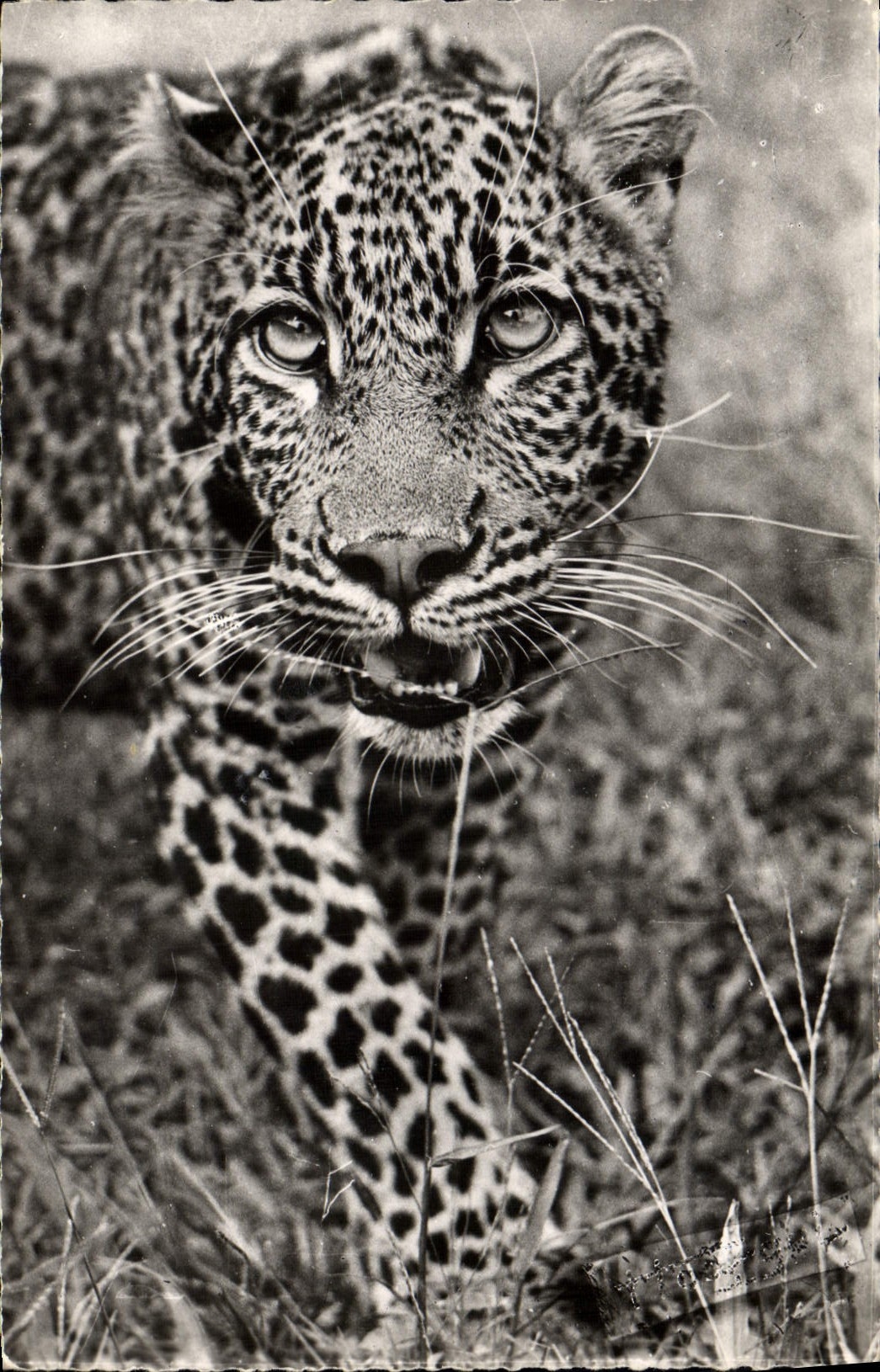 MODERN CARD the panther