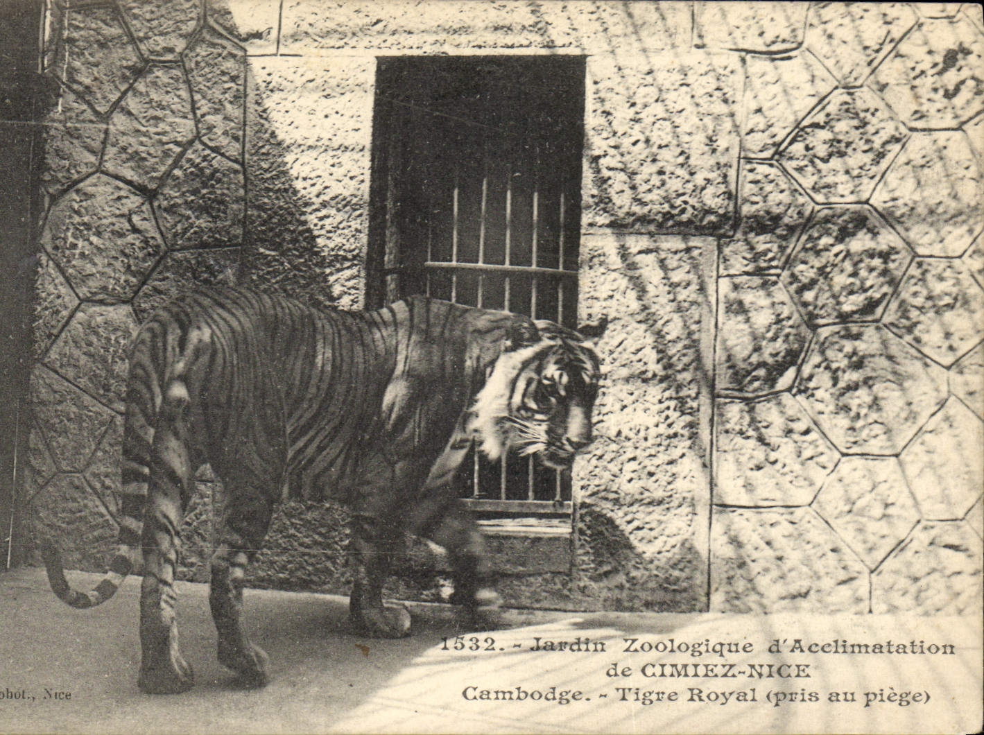 VINTAGE POSTCARD Zoological garden of acclimatization of Comiez Nice Kampuchea Bengal tiger taken with the trap