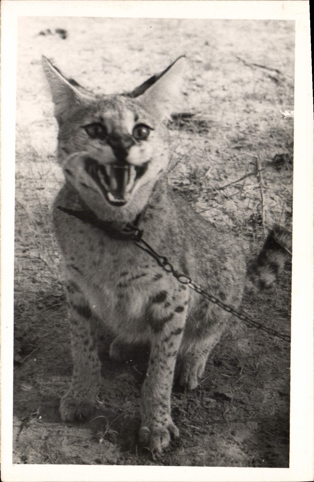 CARTE PHOTO Douala Cameroun Lynx ?