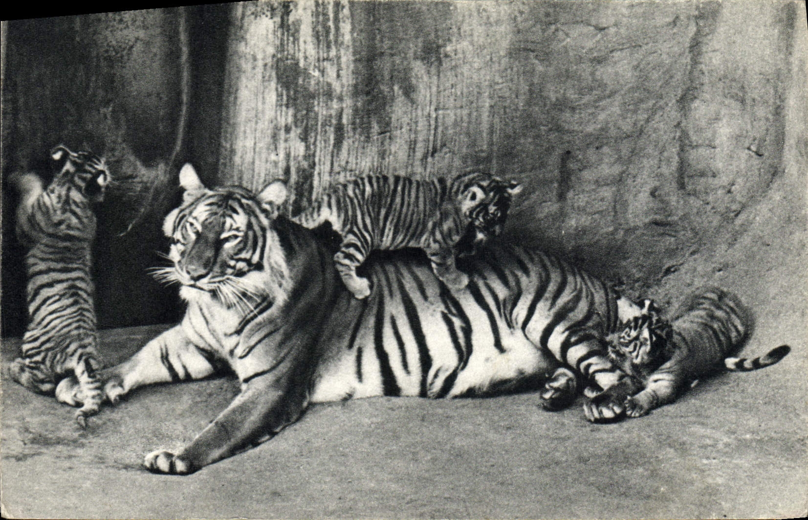 VINTAGE POSTCARD Tiger-cat and its small