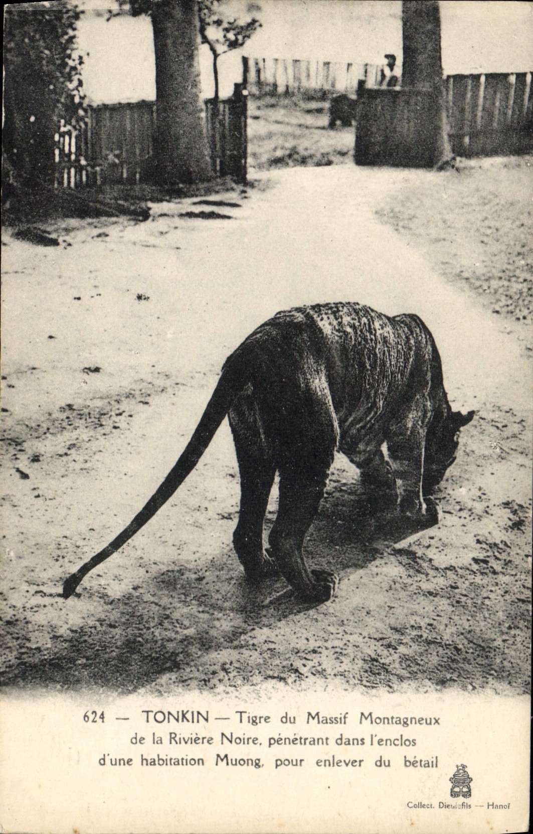 VINTAGE POSTCARD Tonkin Tiger of the mountainous solid mass of the black river Muong dwelling