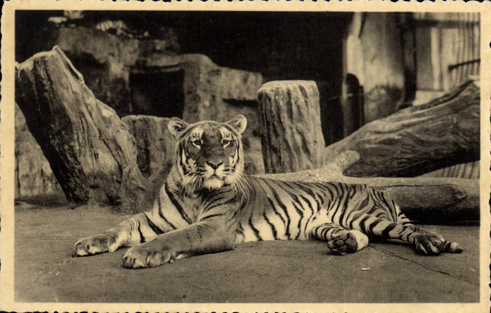 VINTAGE POSTCARD zoological Antwerp Jardon Tiger