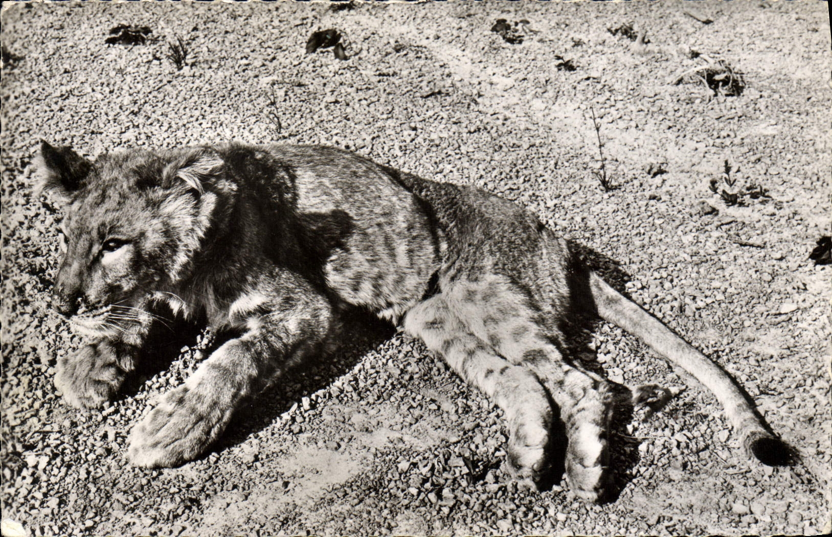 CPM Jeune Lion 