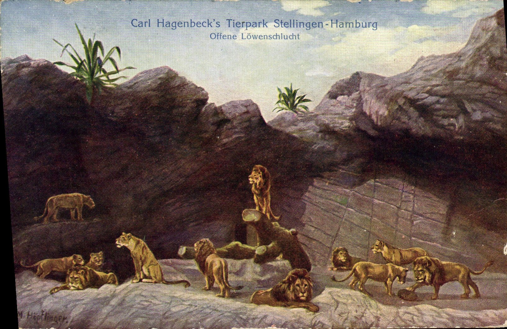 CPA Lion Carl Hagenbeck's Tierpark Hamburg