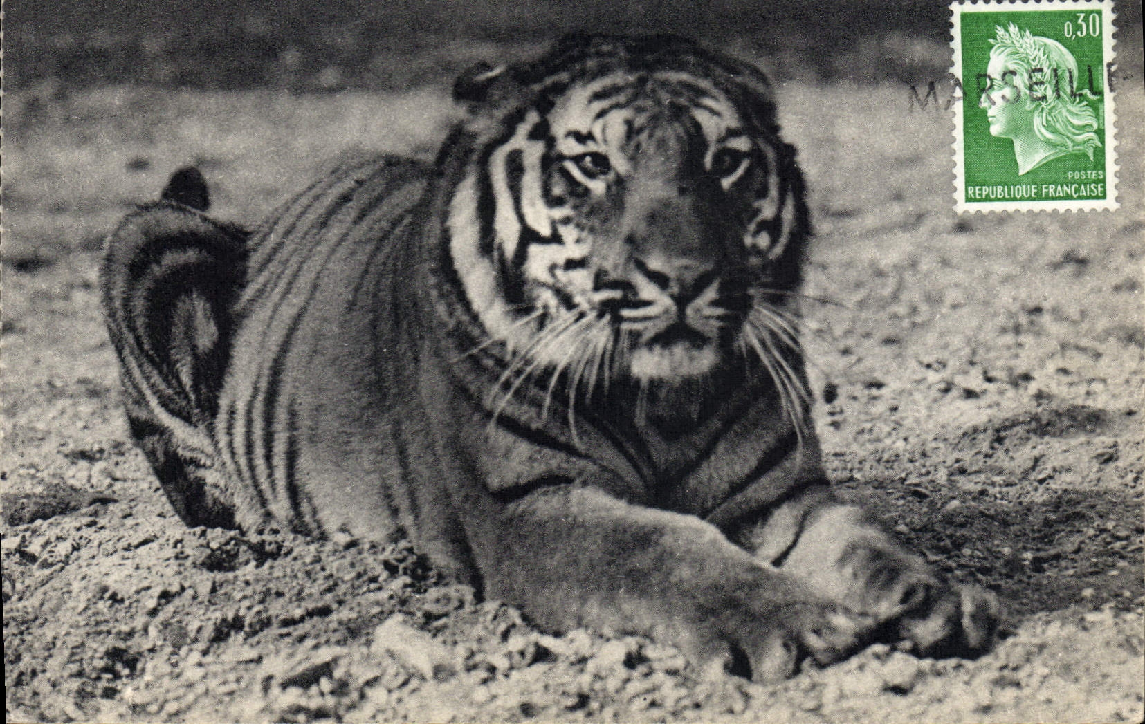CPA Un tigre du Bengale Parc zoologique du Bois de Vincennes Paris