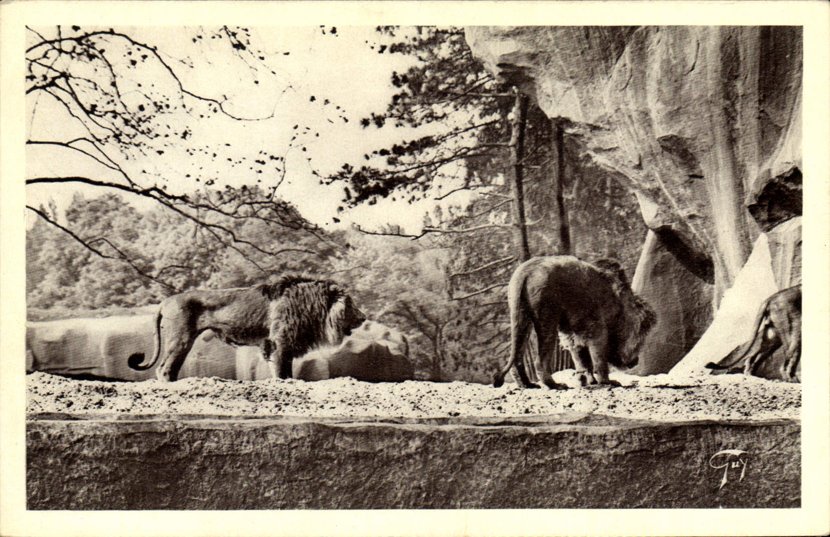 CPA Lion Paris Zoo Vincennes 