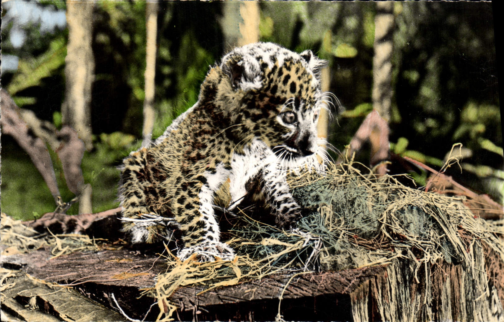 VINTAGE POSTCARD Baby panther