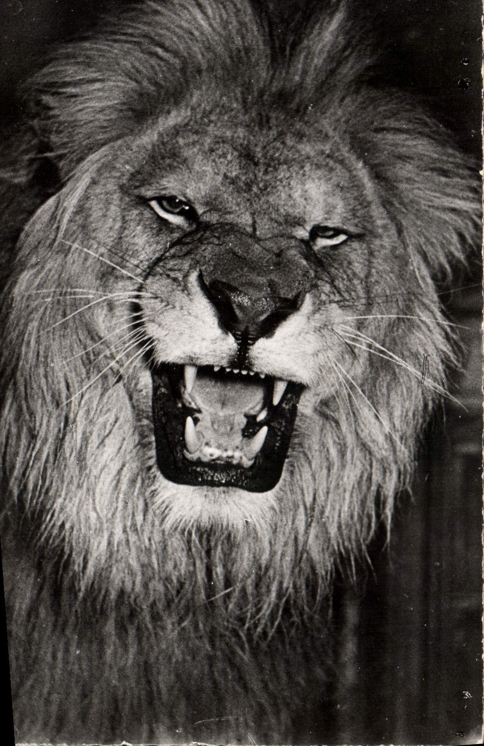 CP Lion 