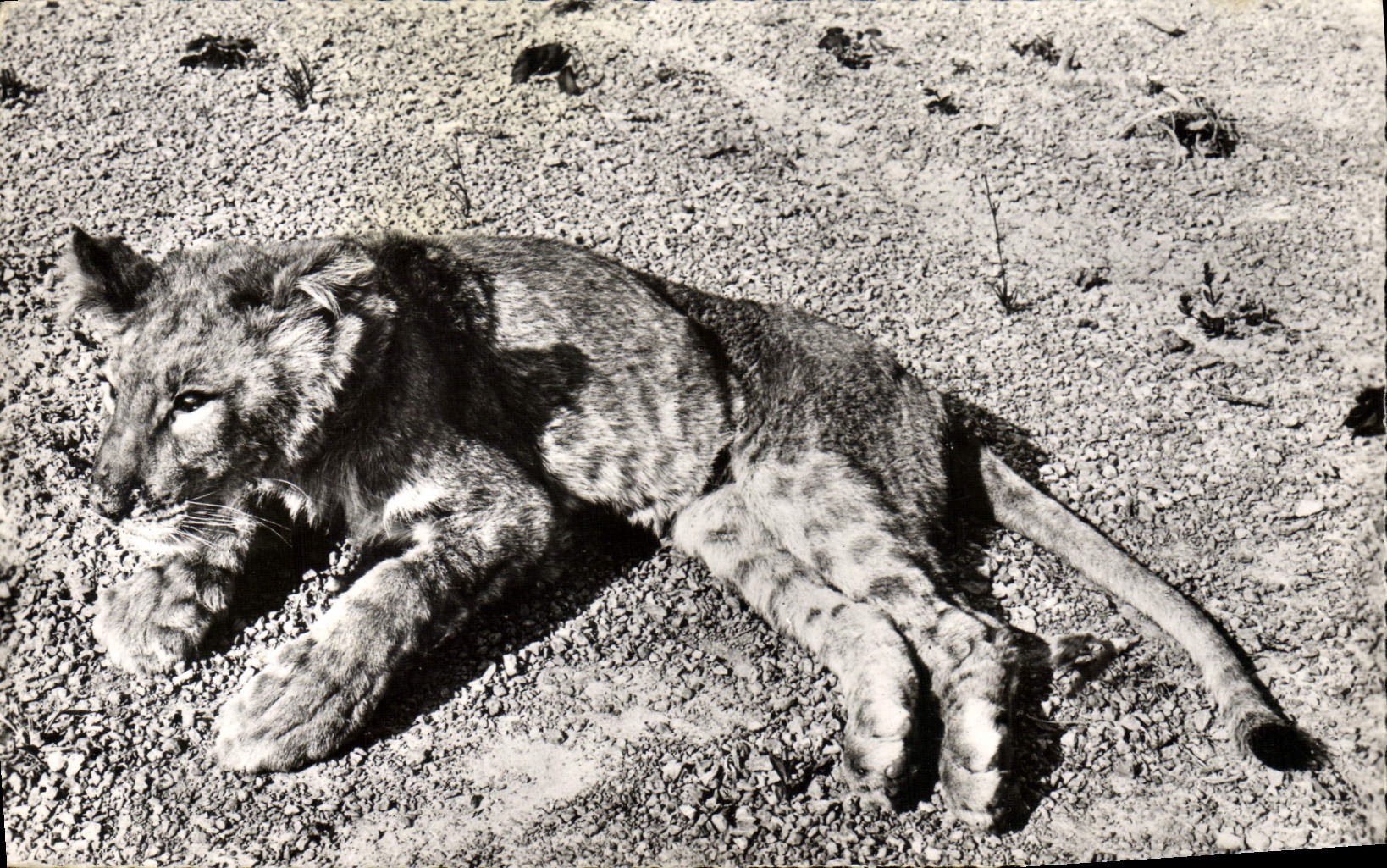 CPM Jeune Lion 