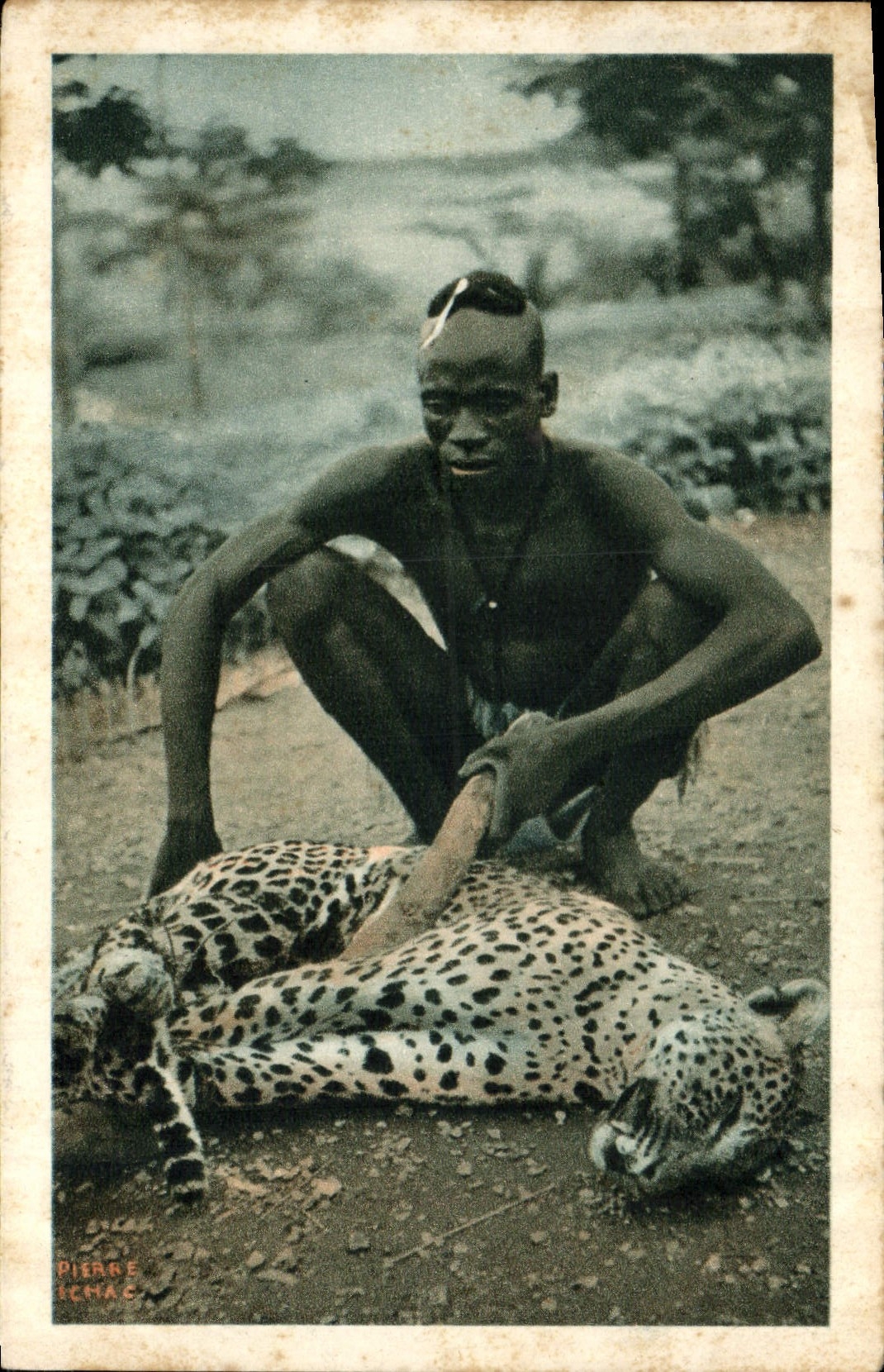 VINTAGE POSTCARD Cat-like a panther Mayo Kebi Africa Equatorial French Fabre and Fraissinet