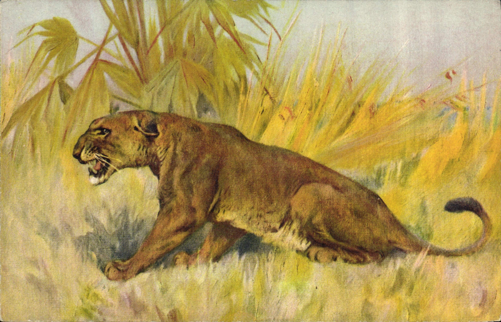 CPA Felin Lion Lionne 