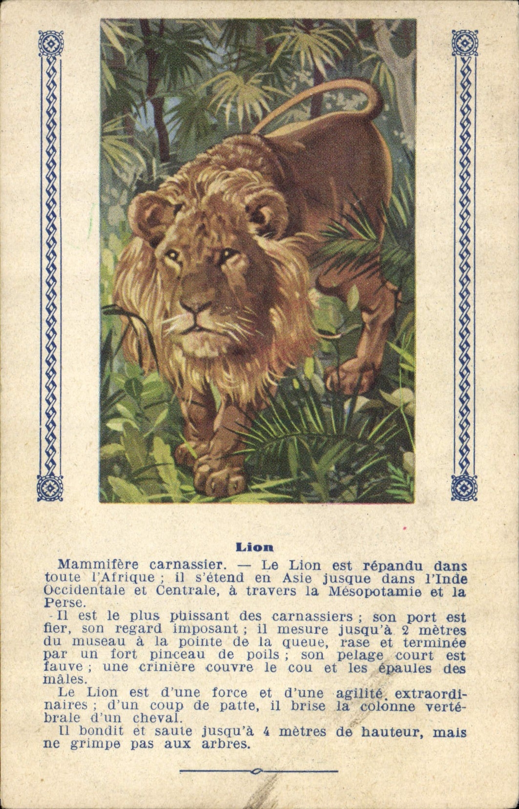 VINTAGE POSTCARD Cat-like Lion