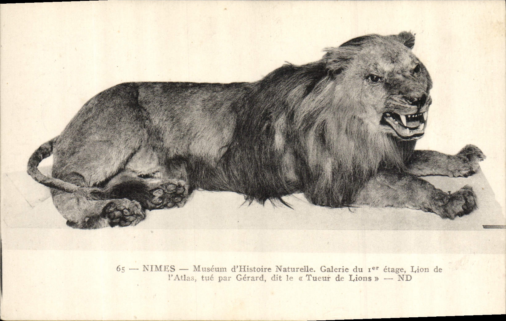 CPA Felin Lion Nimes Museum d'Histoire Naturelle