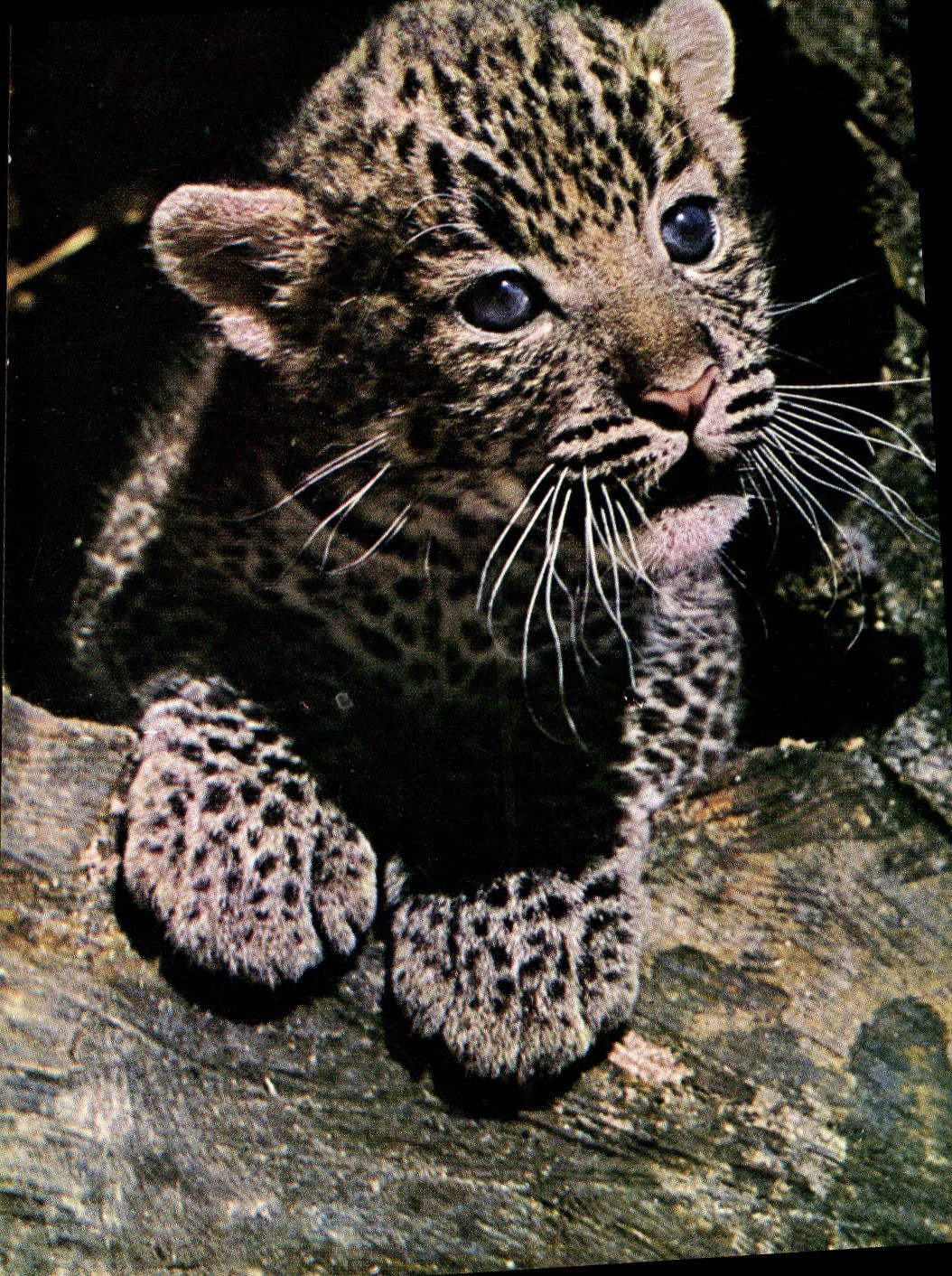 VINTAGE POSTCARD Cat-like Young person panther
