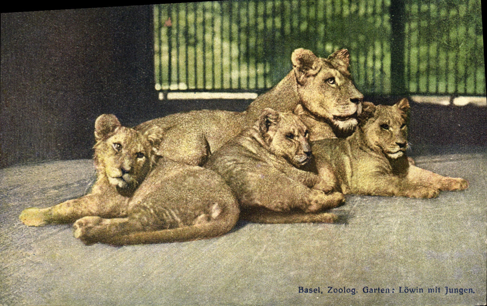 CPA Felin Lion Lionne Zoo