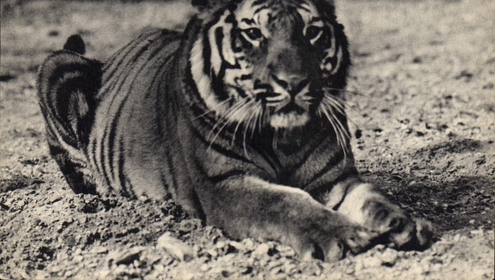 VINTAGE POSTCARD Cat-like a Bengal tiger Zoo Zoological gardens of the Wood of Vincennes Zoo