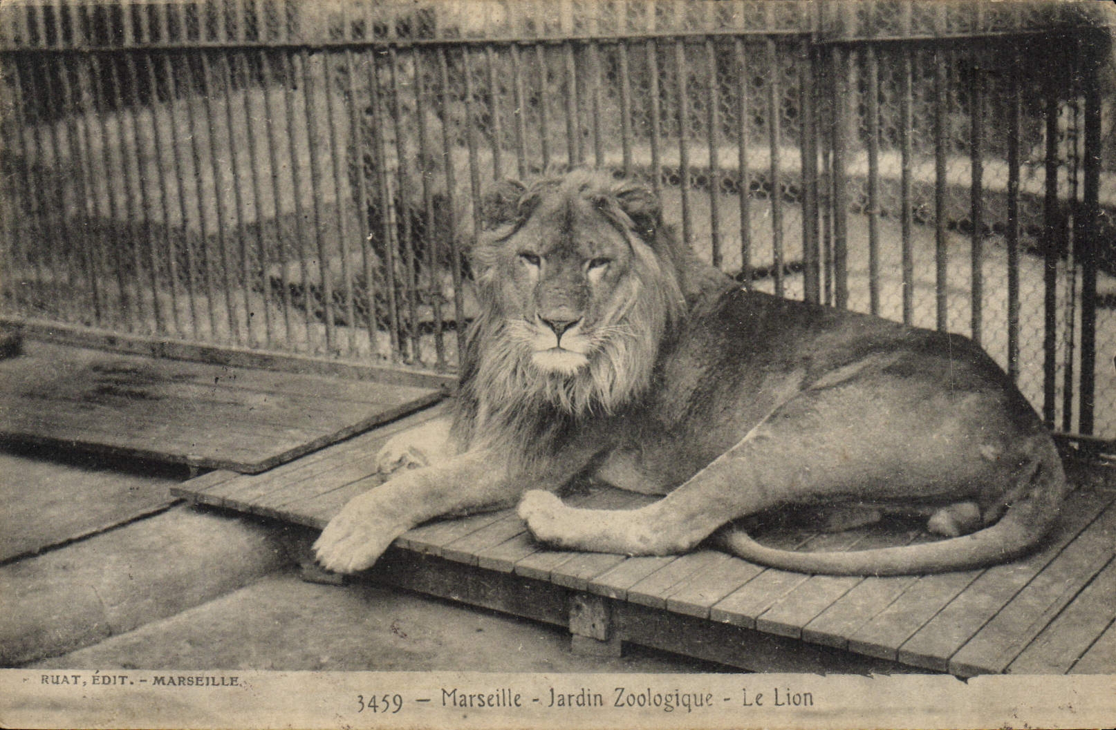 CPA Felin Lion Marseille Jardin zoologique Zoo