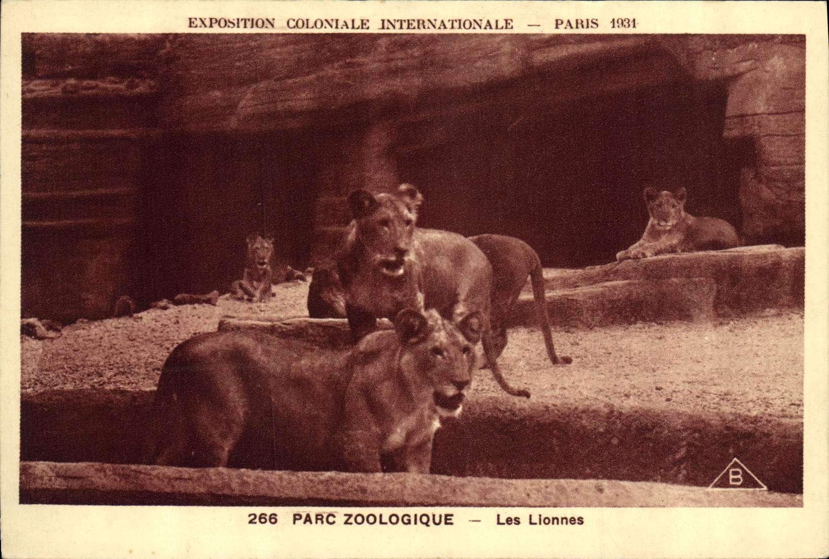 CPA Felin Lion Exposition coloniale internationale Paris 1931 Parc zoologique Les lionnes
