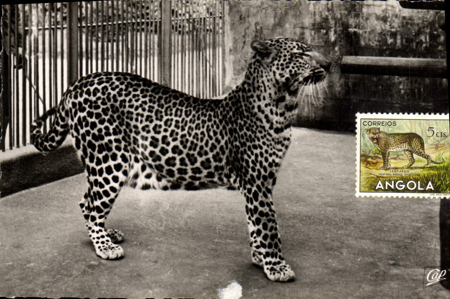 VINTAGE POSTCARD Cat-like Lyon Park of the Gold Head the panther