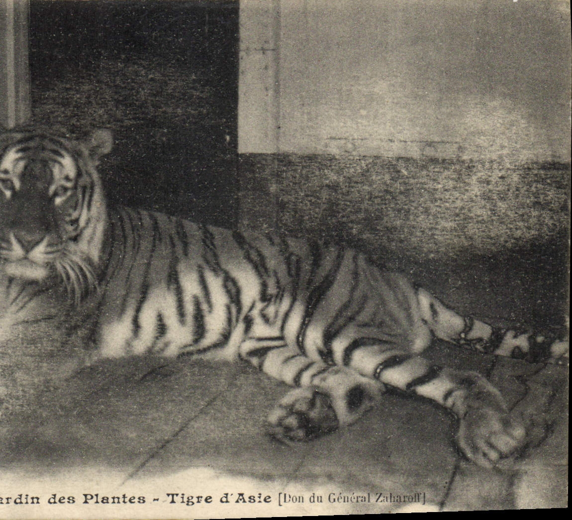 CPA Felin Paris Jardin des Plantes Tigre d'Asie 