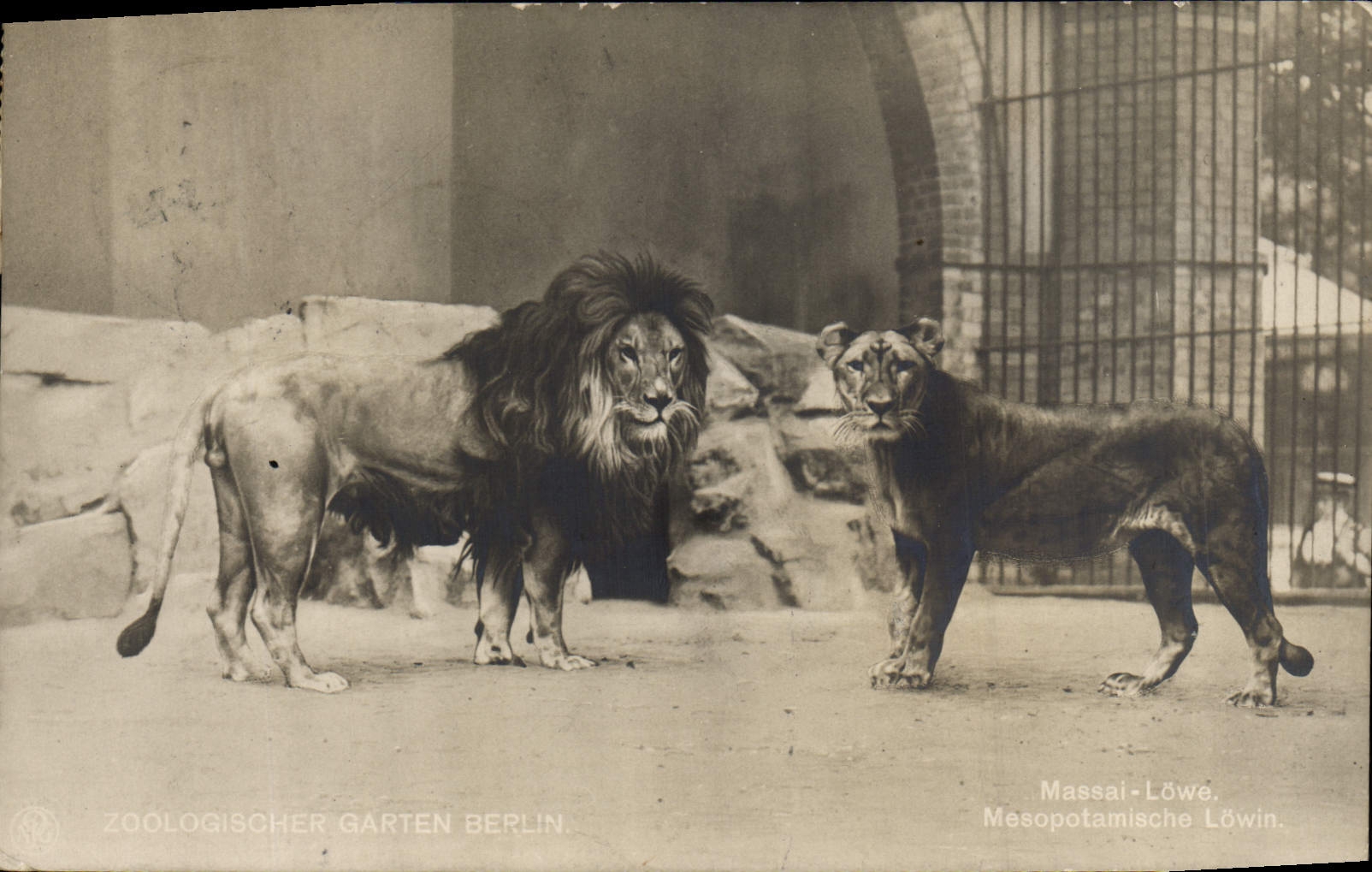CPA Felin Lion Berlin Zoo Mesopotamische Lowin