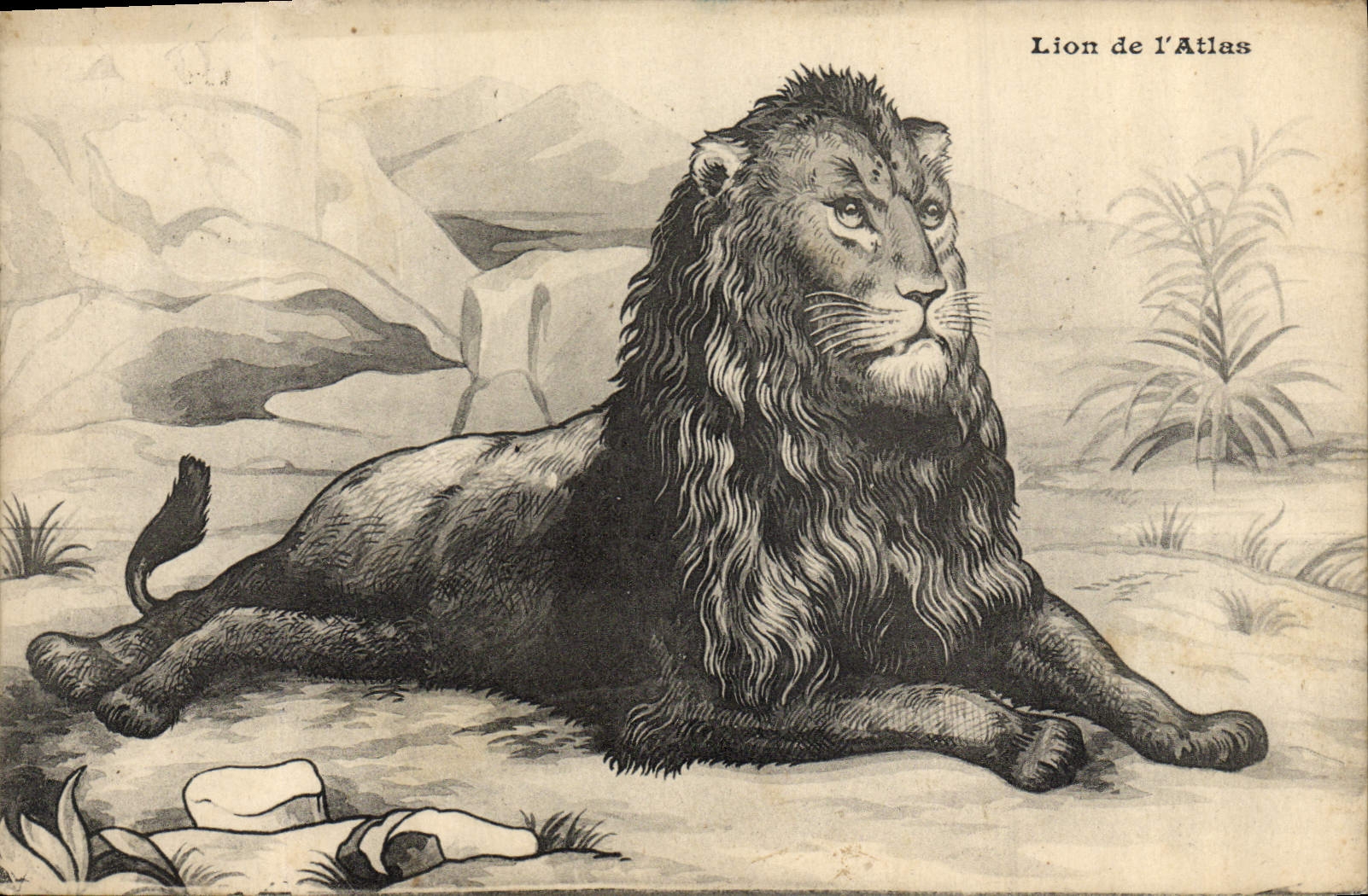 CPA Felin Lion de l'Atlas