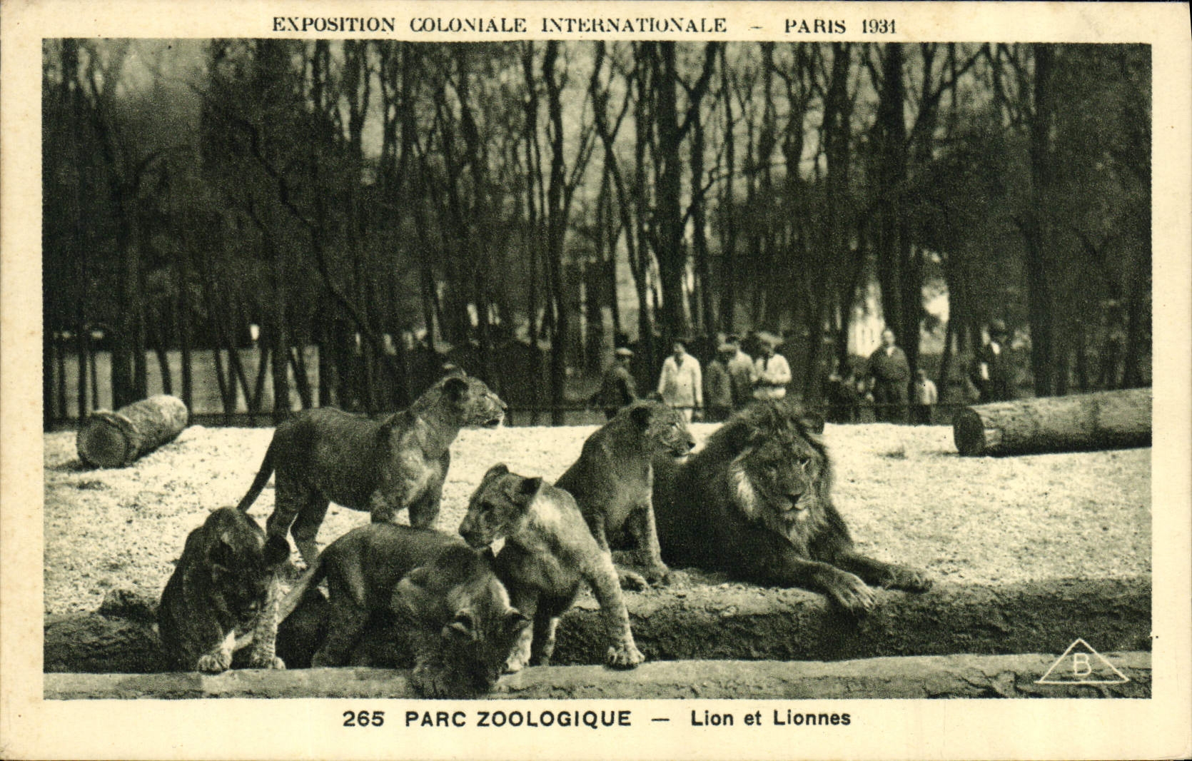 CPA Felin Lion Exposition coloniale internationale Paris 1931 Parc zoologique Lion et lionnes