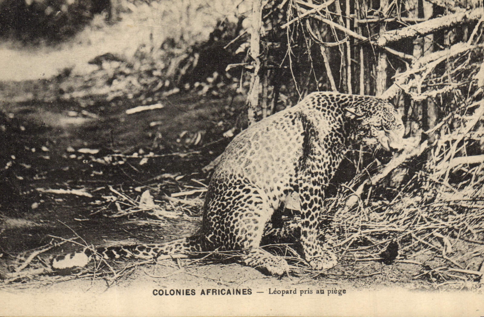 VINTAGE POSTCARD Cat-like African Colonies Leopard taken with the trap