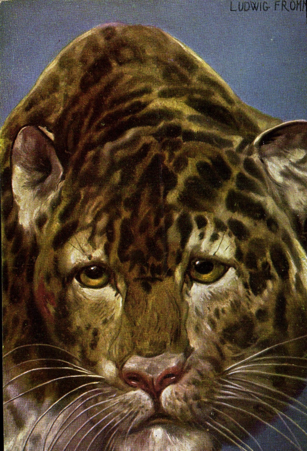 CPA Felin Tigre