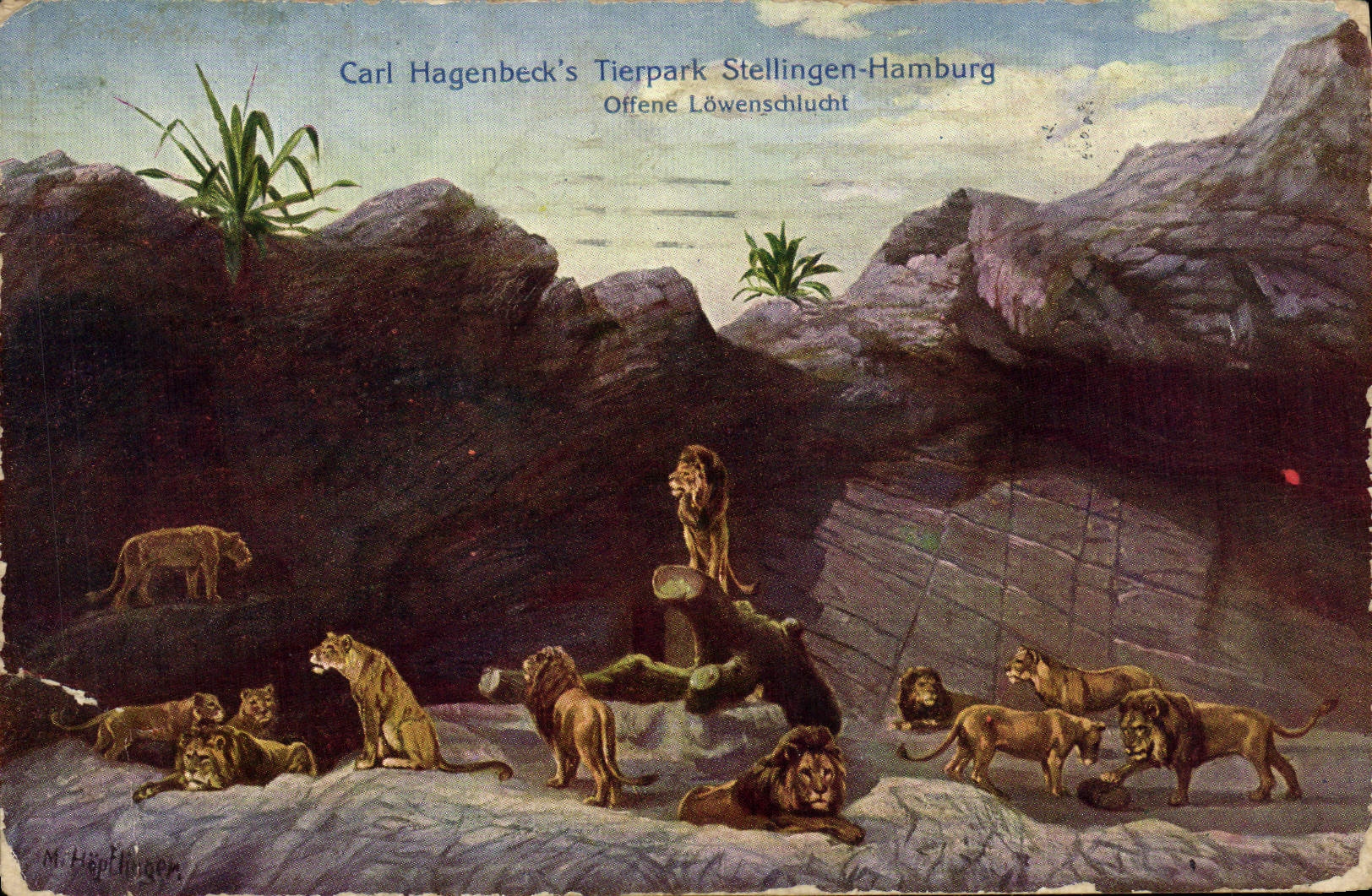 CPA Felin Lion Carl Hagenback's Tierpark Stellingen Hamburg