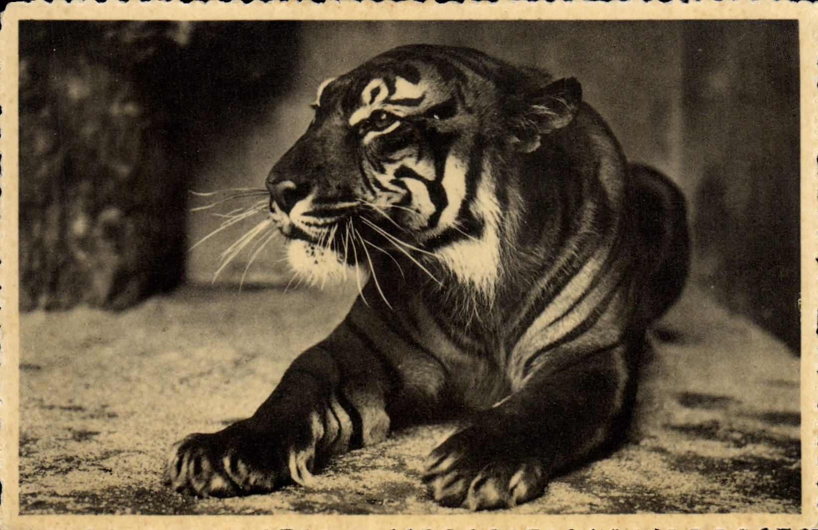CPA Felin Jardin zoologique Anvers Tigre Royal